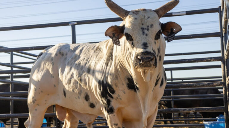 Dana White's bull Twisted Steel has died