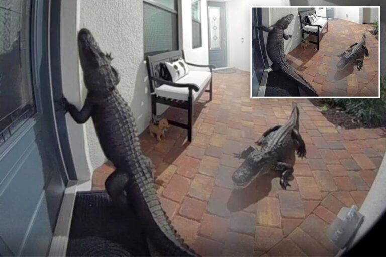 Two alligators at front door of Florida home