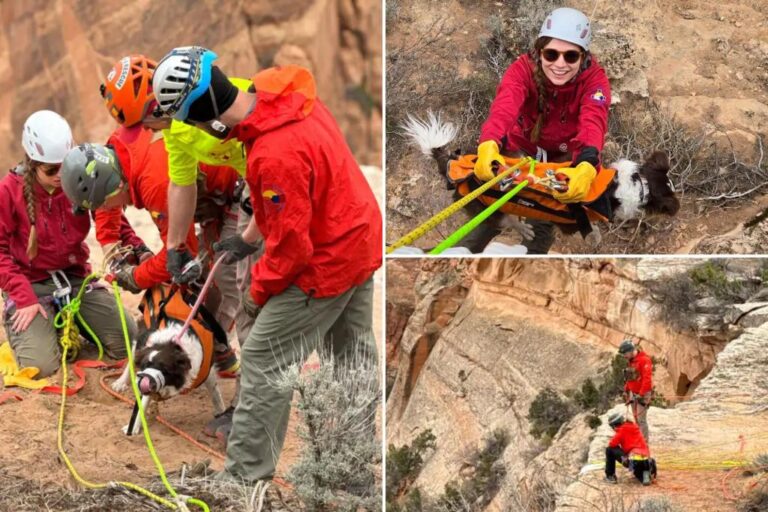 Dog rescued after falling 100 feet into Colorado