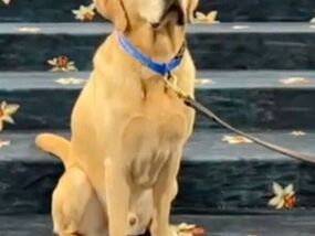 Met Gala 2025 security includes adorable companion at