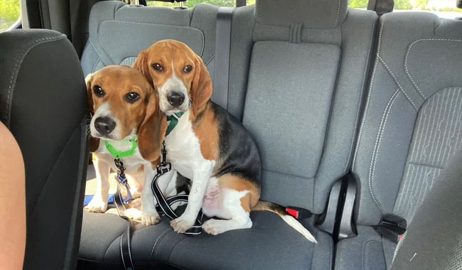 Test Beagles Journey From Fauci's NIH