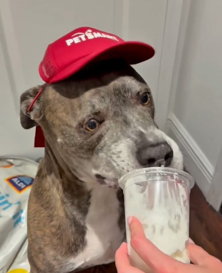 Alix Earle Celebrates As Rescue Dog True Finds His | Gossip Wire News