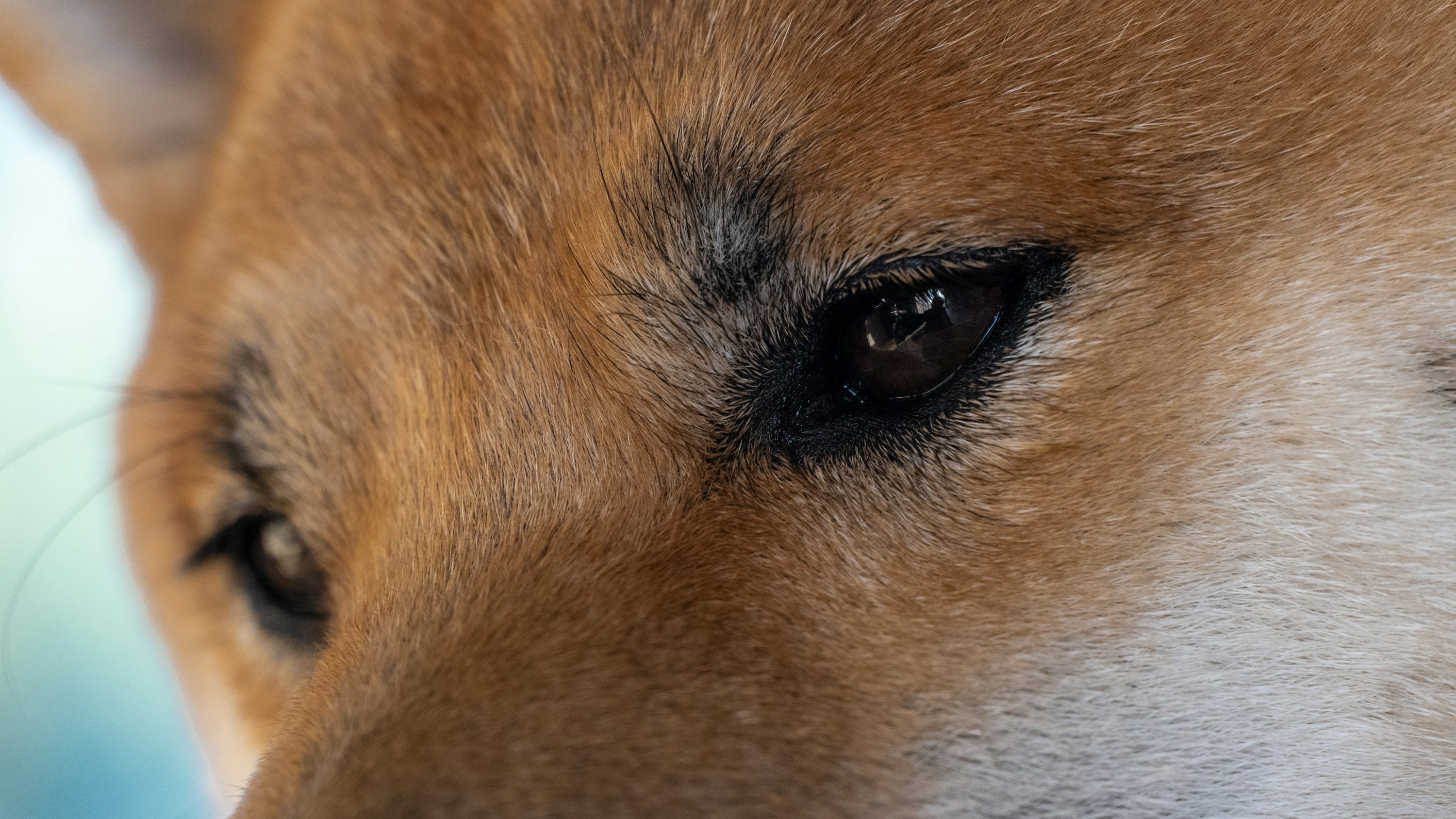 Can Dogecoin Price Still Rally 1,000%? Analyst | Crypto News