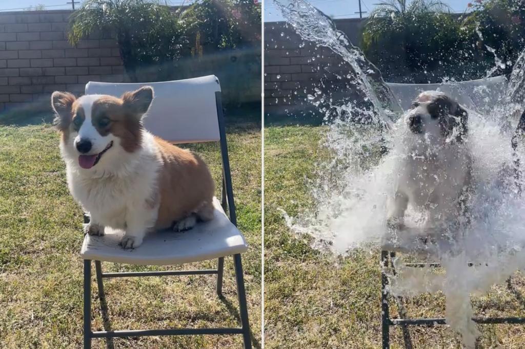 Dog owners slammed over 'cruel' new viral trend | Lifestyle News