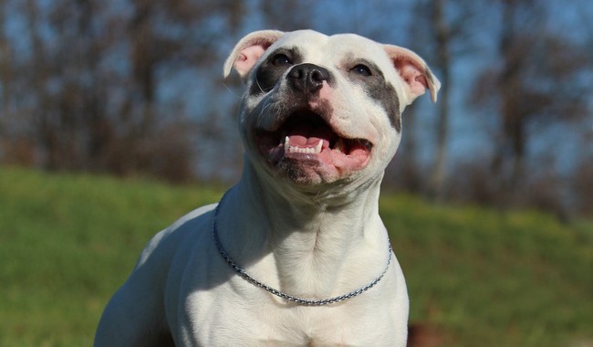 Essex Files: Trooper’s Triumph - Dog Inspires | Political News