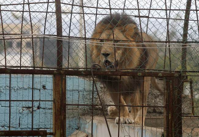 Lions, Tigers, and... Drugs? Oh My! – RedState | Political News