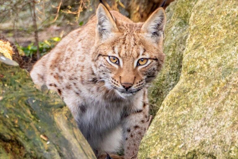 This lynx could become the first UK zoo-born cat
