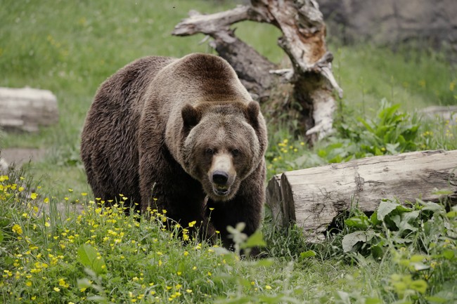 Dental Troubles Are a'Bruin, but This Big Patient | Political News
