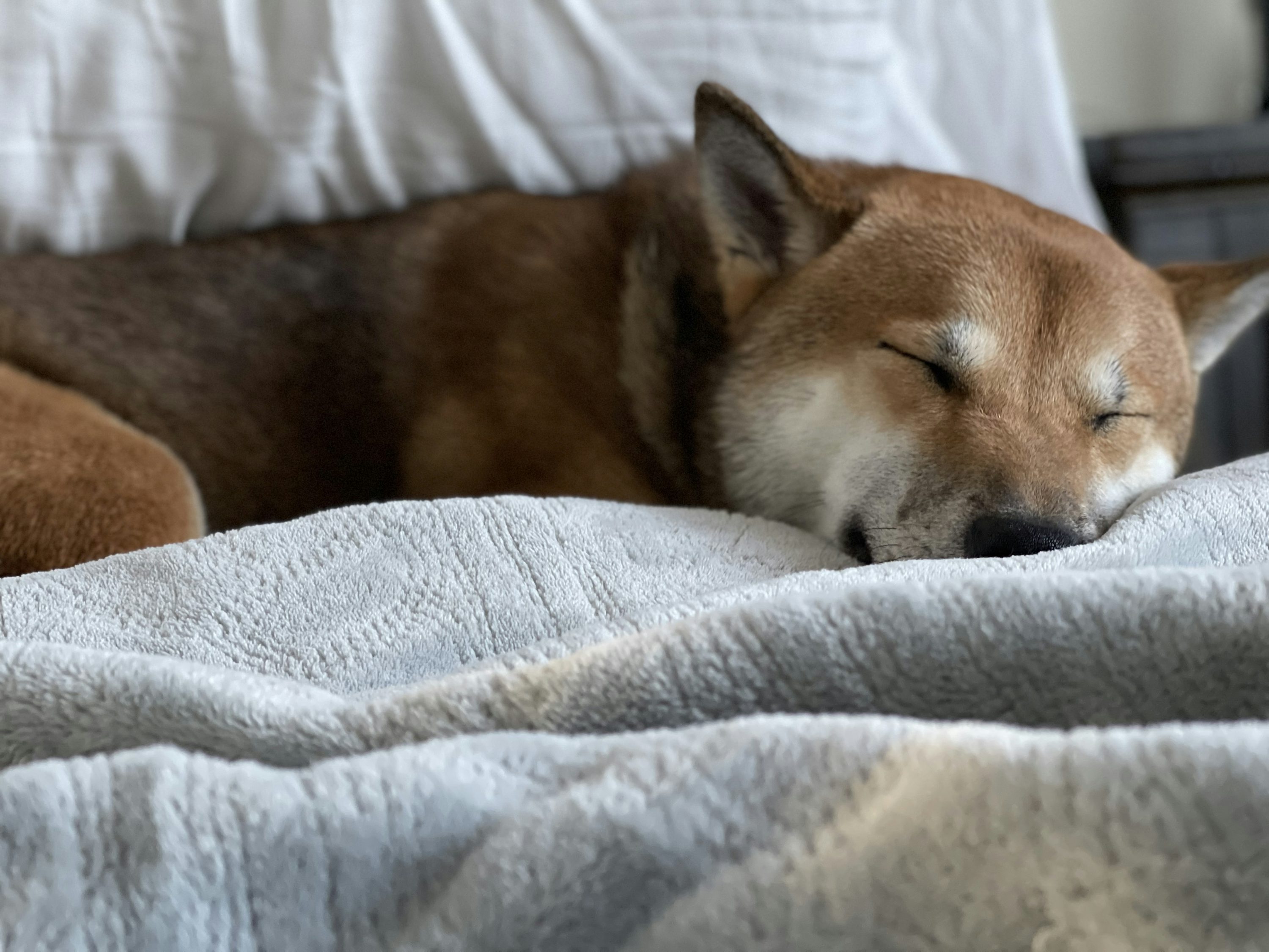 Dogecoin Danger: A Dip Under $0.16 Could Trigger A | Crypto News