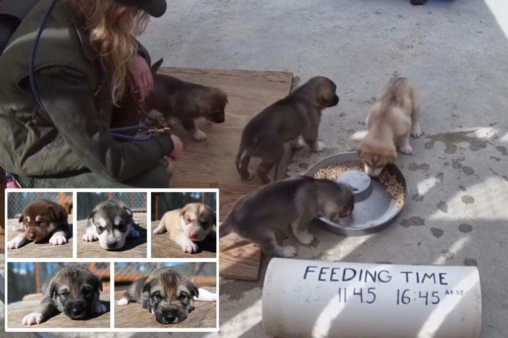 Sled dog puppy cam at Denali National Park in | Lifestyle News