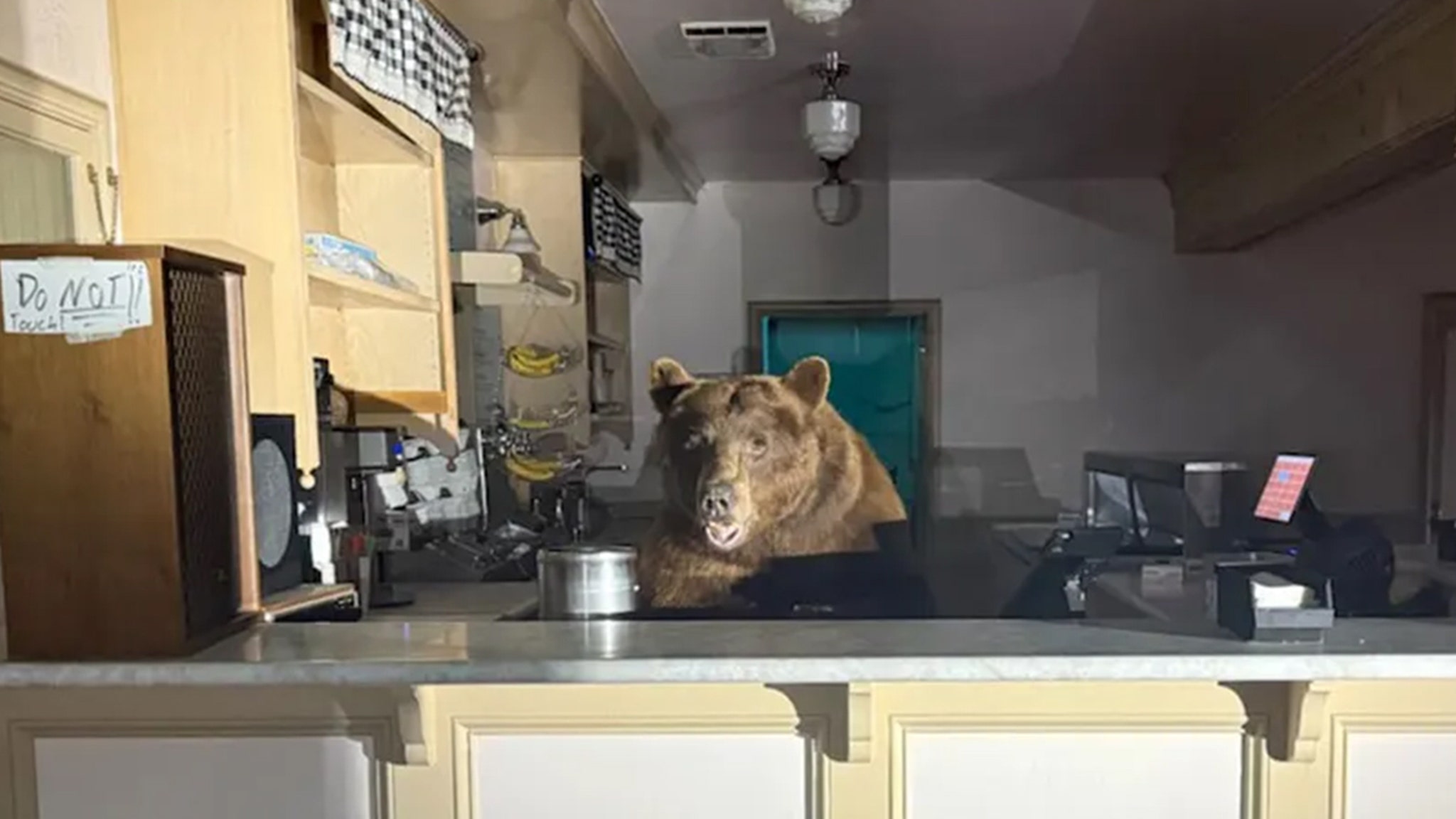 Bear Raids Lake Tahoe Ice Cream Parlor, Gets