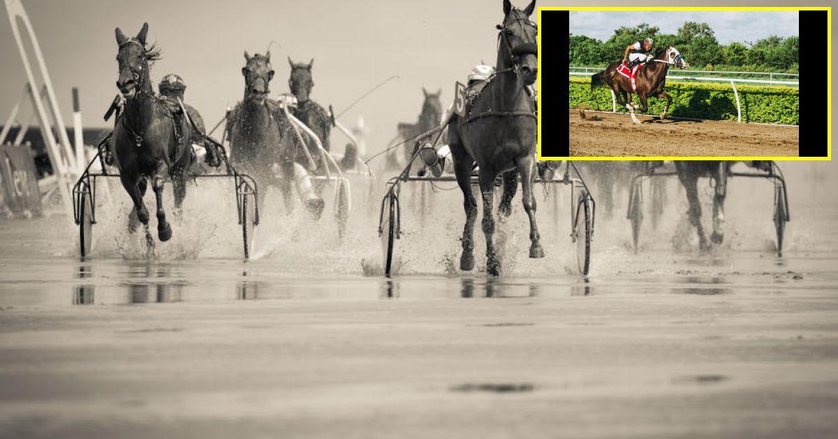 Horse racing tips: He is best over this trip - Templegates Wednesday NAP