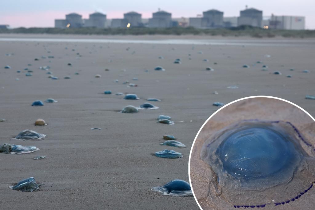 Jellyfish swarm forces shutdown of French nuclear | Lifestyle News