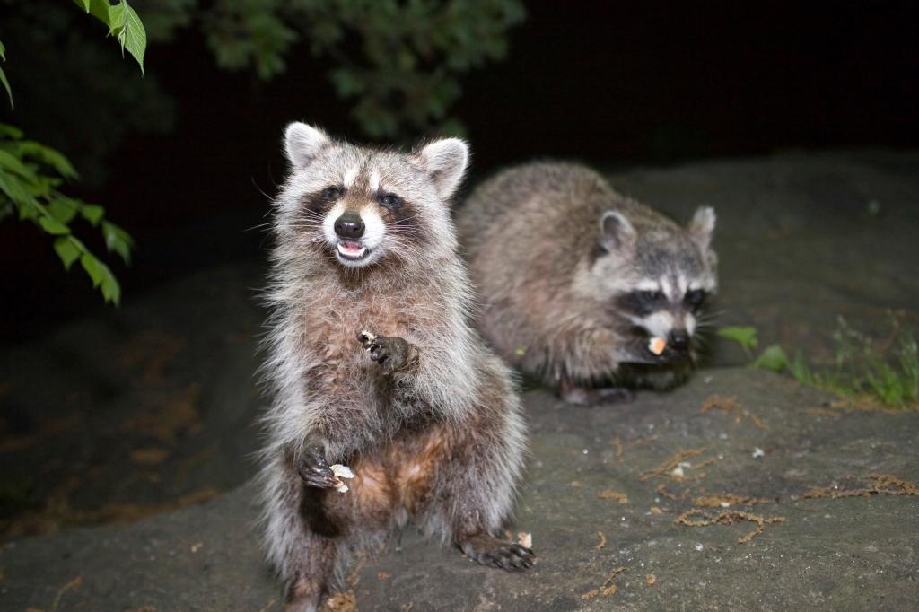 My neighbor started a wildlife refuge — now our | Lifestyle News