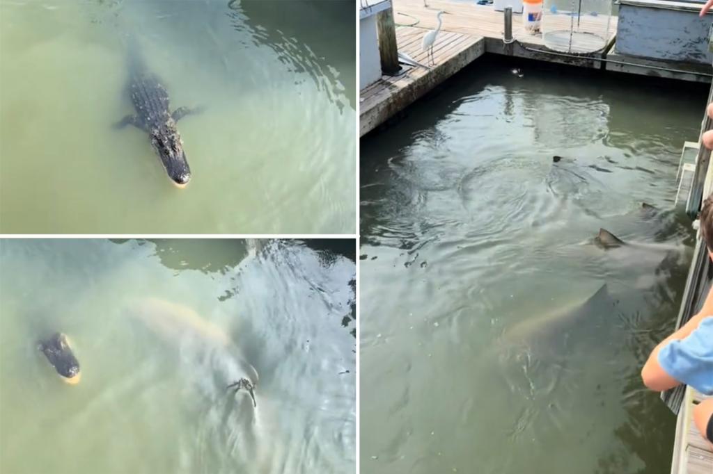 Sharks and alligators bizarrely spotted swimming | Lifestyle News