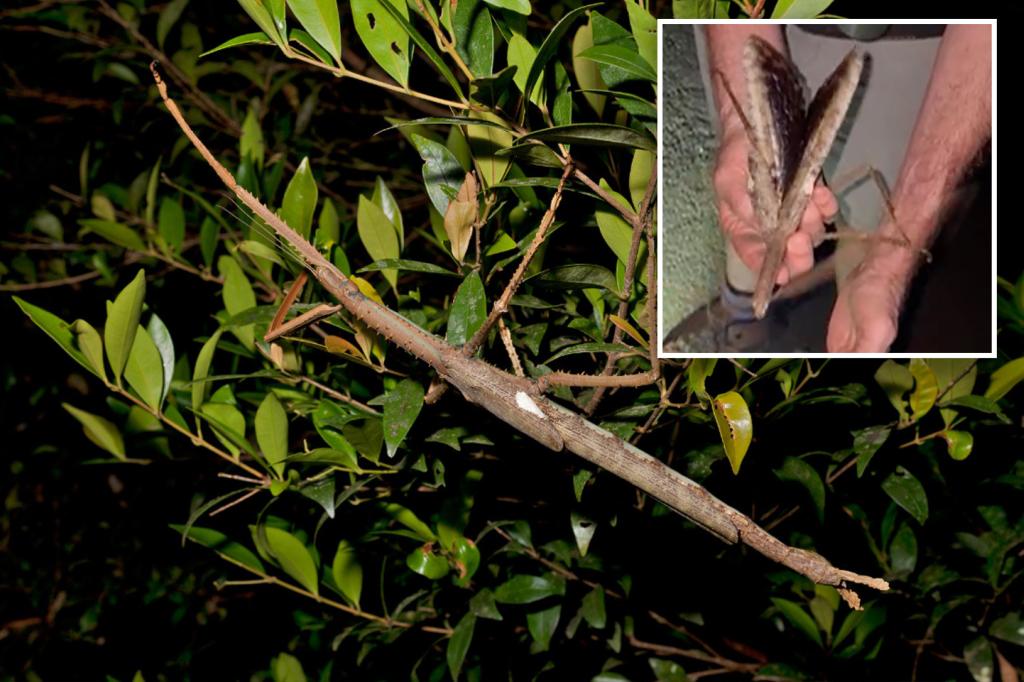 Stick insect discovered in Australia believed to | Lifestyle News