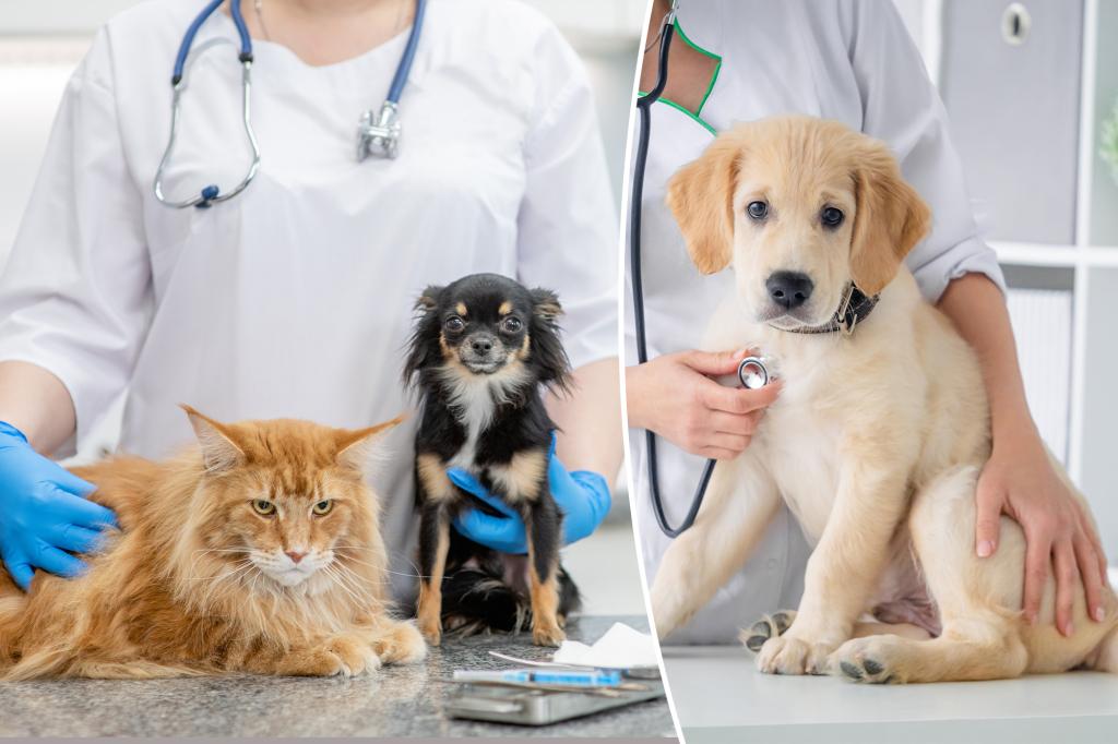 Dog owners believe vaccines could cause autism in | Lifestyle News