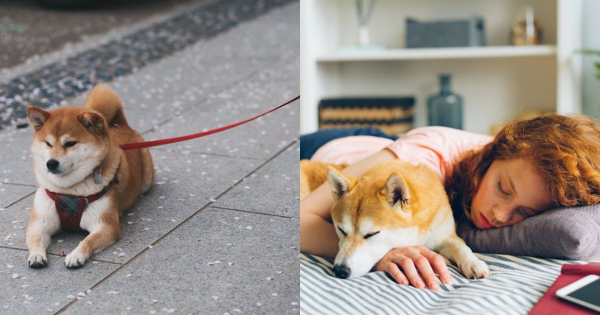 Shiba Inu Descending Channel Breakout Shows Where