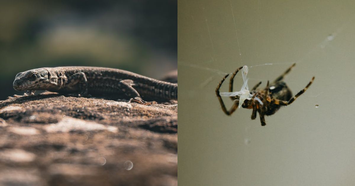 Worlds deadliest animal is probably outside your Bucks County home. See what...