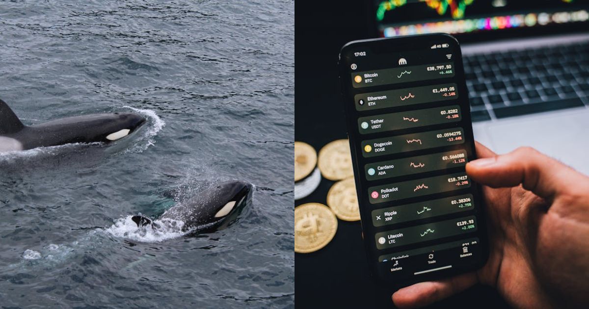 Litecoin Surges As Whales Scoop Up 181,000 LTC