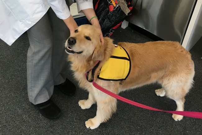 These Adorable Therapy Dogs Are Helping Abused