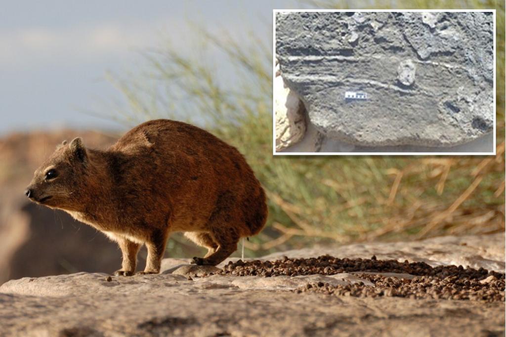 Fossils tied to ancient African mammal highlight | Lifestyle News