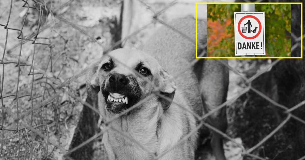 Warning for pet owners as urgent recall issued for popular dog treat -...