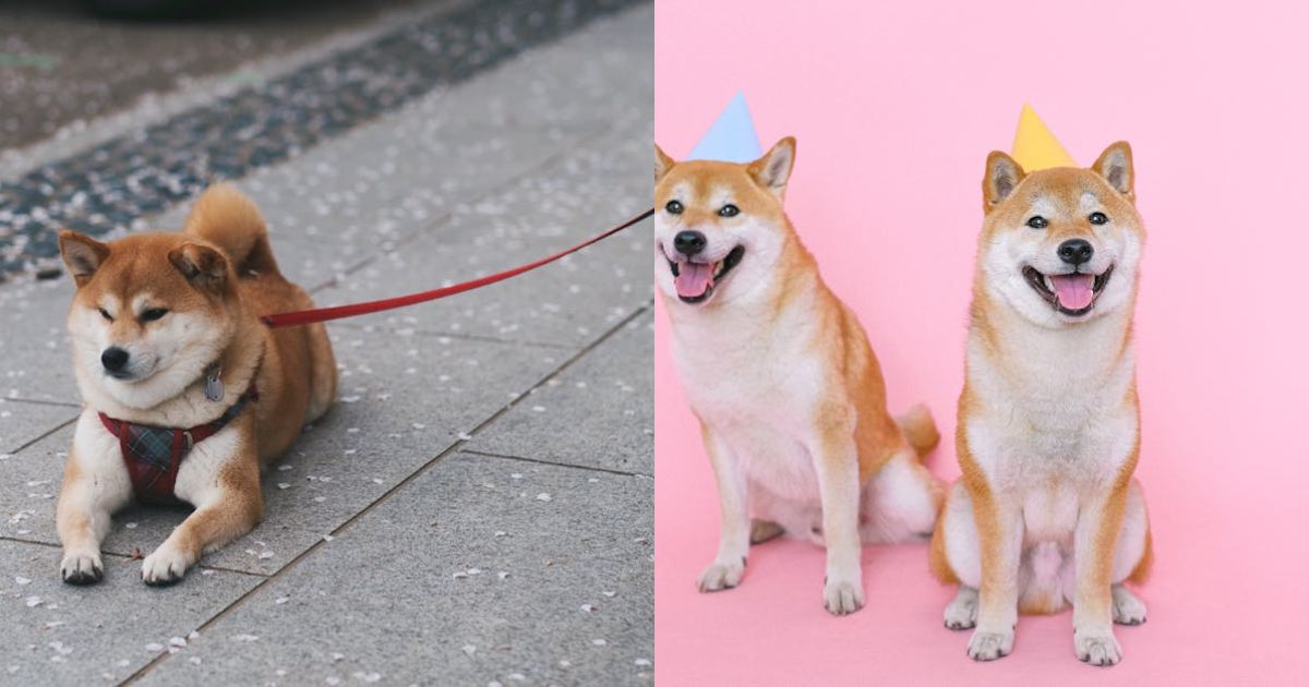 Shiba Inu Might Be ‘Dead And Sleeping’, But Not