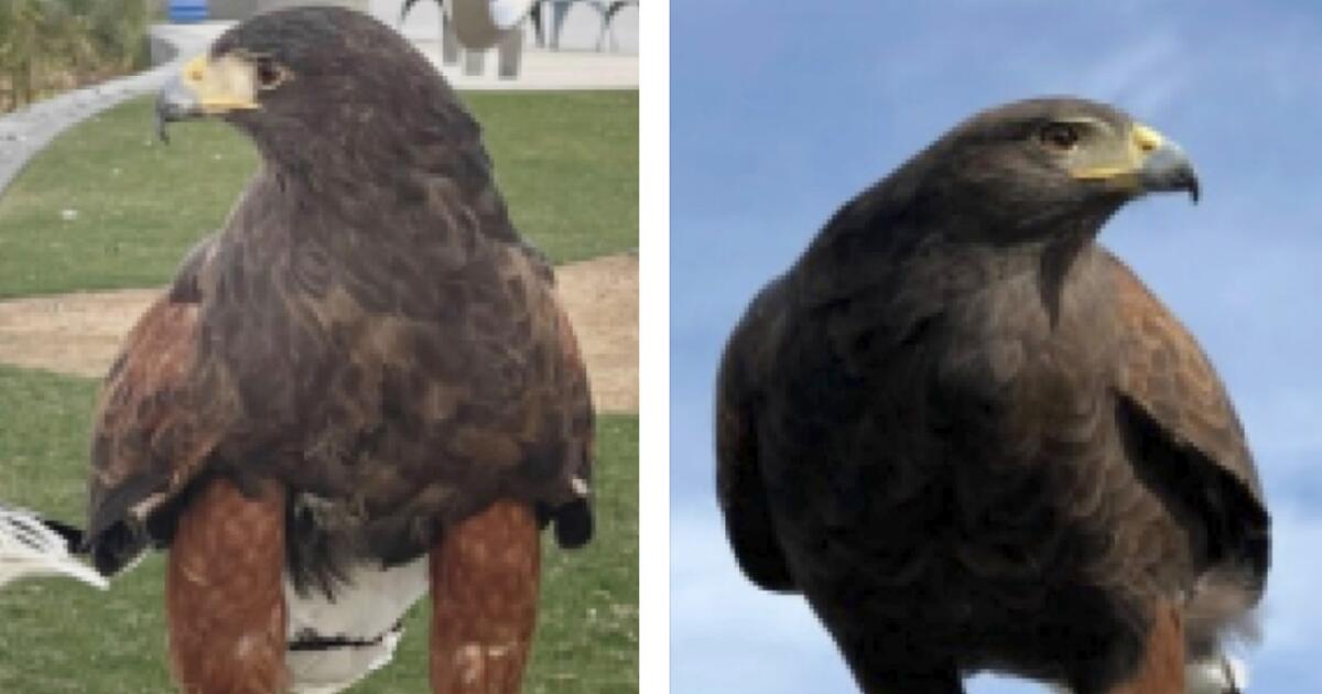 One of two hawks stolen from SoFi Stadium during
