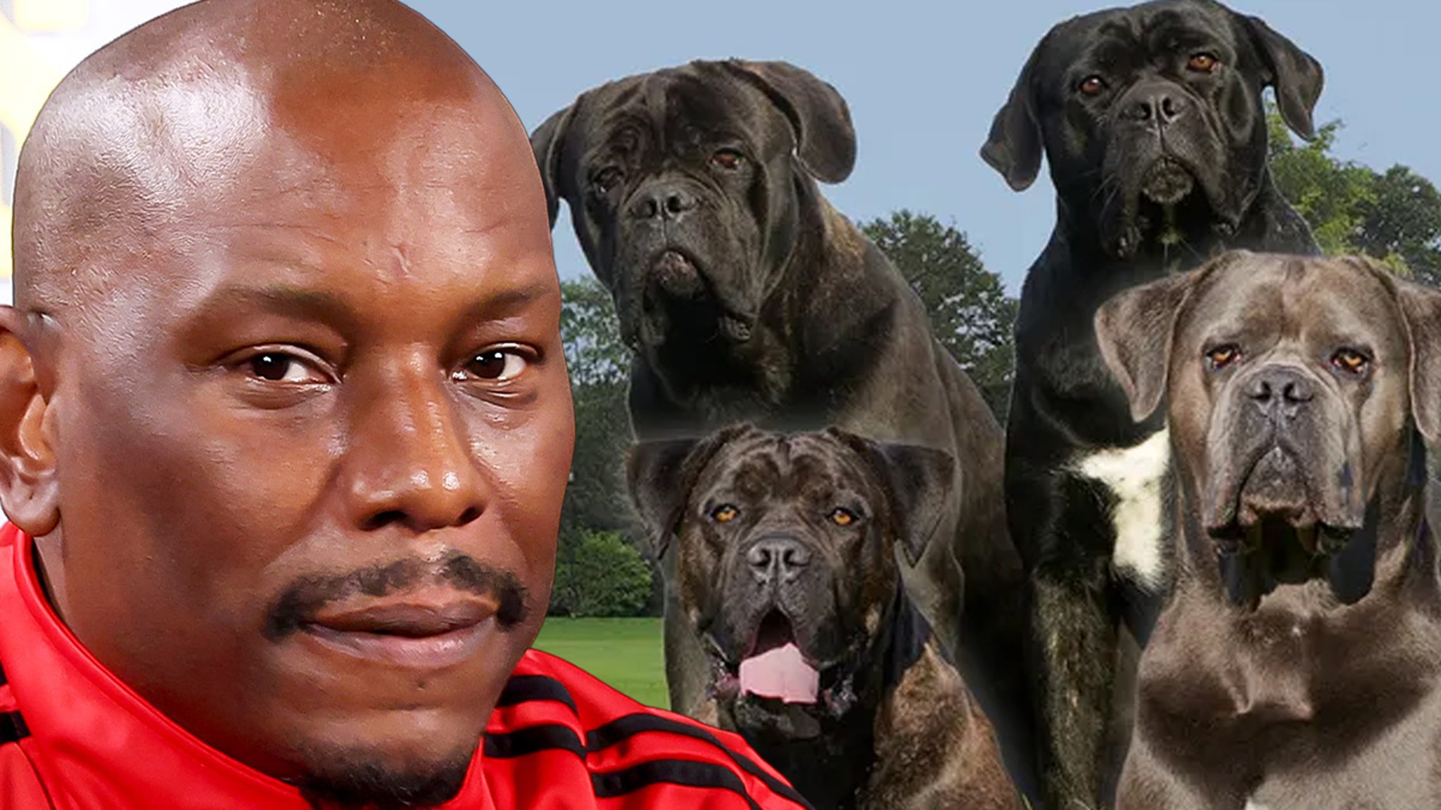 Tyrese: Cops Don't Know Where His eliminateer Dogs