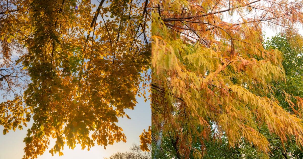 Solana To Retest November Lows After $144