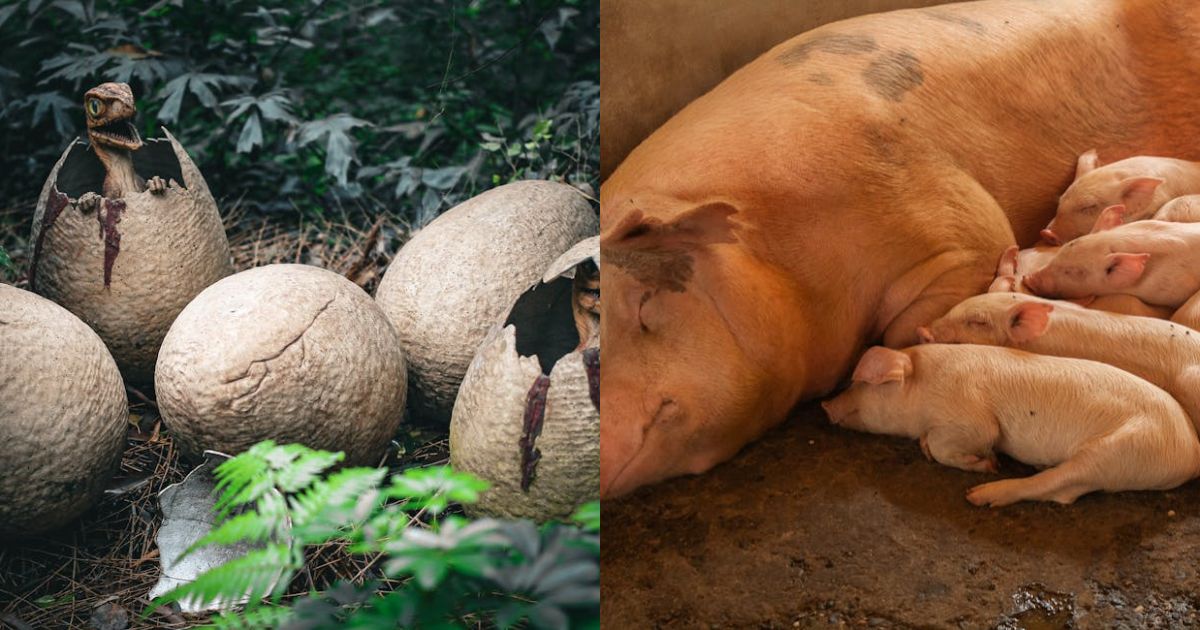 How newborns with jaundice can receive vital treatment at home | UK News