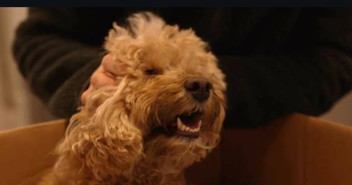 Kelvin Fletchers wife flooded with support as dog | UK News