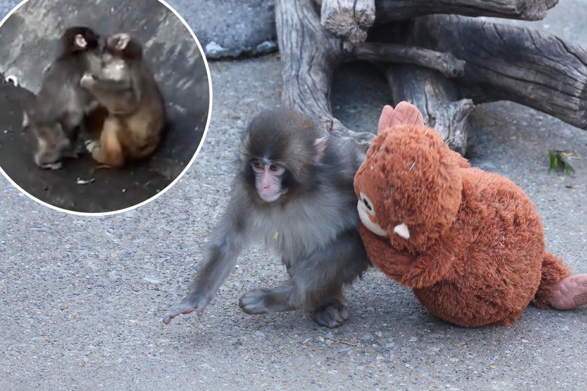 Punch the monkey has a new girlfriend named | Lifestyle News
