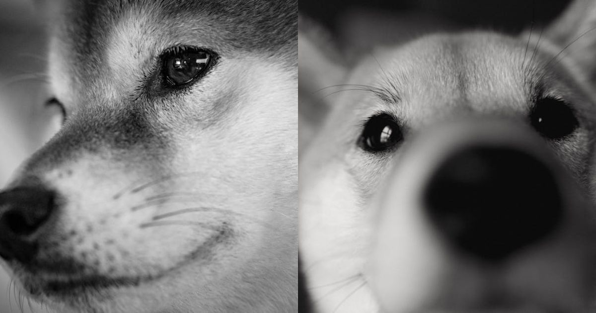 Shiba Inu’s 1,549% Spike: Can Bulls Take Control