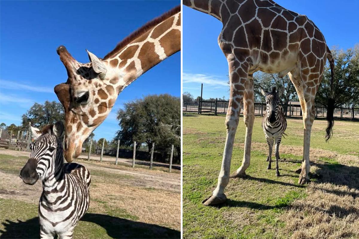 A zebra and giraffe form an unlikely friendship