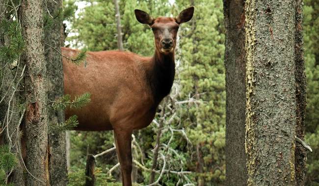 Forest Service Ditches the Swamps of D.C., Heads