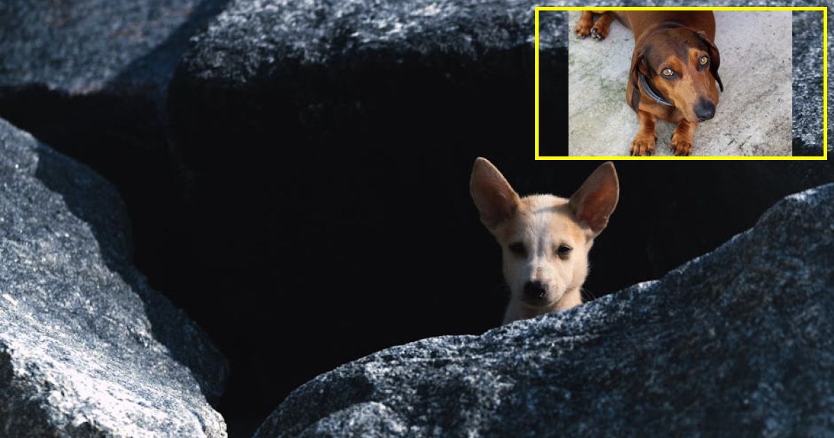 'My dog and I both had breast cancer with the exact same treatment' -...