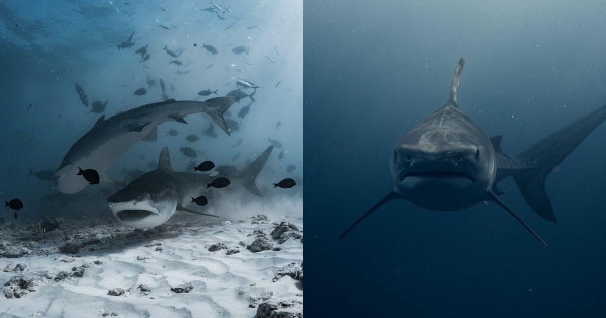 Bitcoin Sharks & Whales Capitulate: Realized