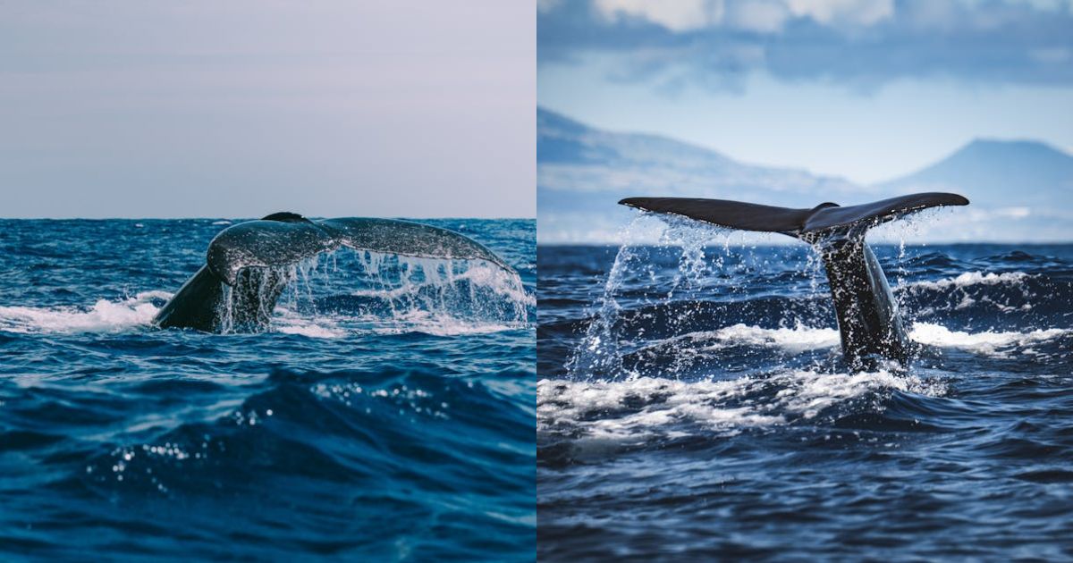 Cardano Whale Count Climbs To 4-Month High Amid