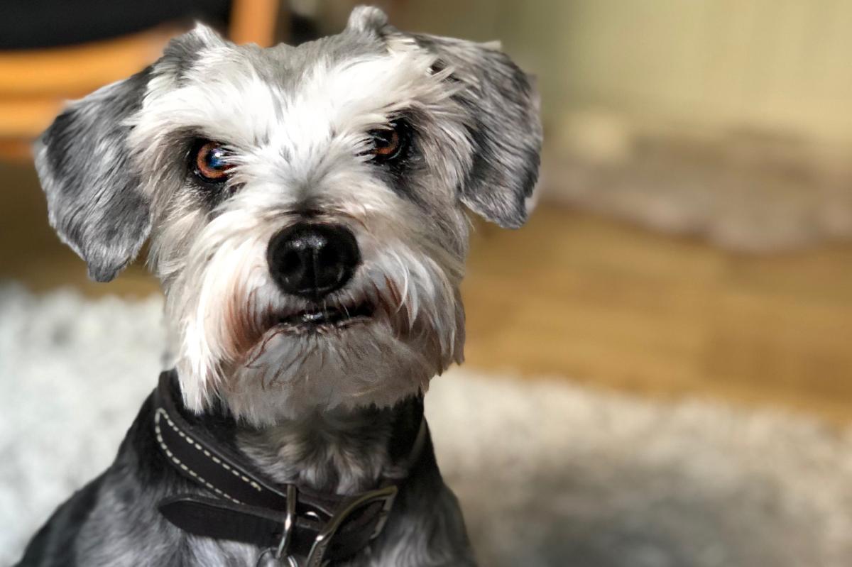 Is pet insurance worth it? A new study says yes | Lifestyle News