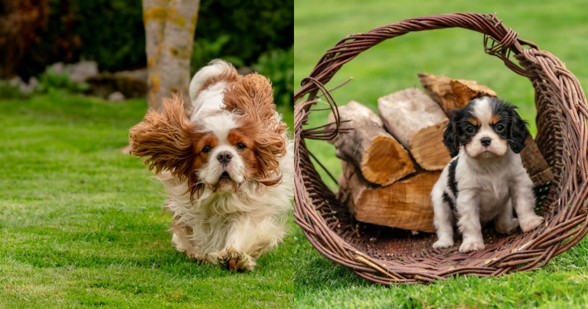 King Charles gives poignant update on future amid | New York News