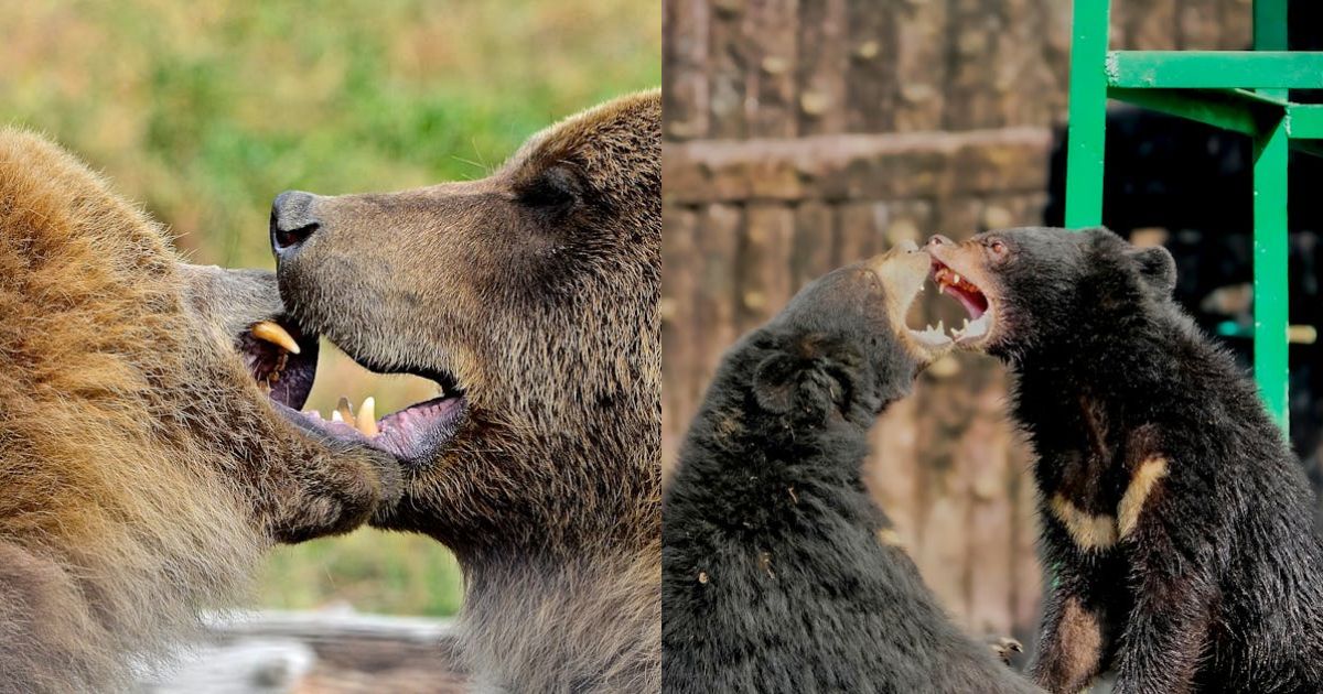 Bears Are Fully In Control Of Bitcoin And It Will