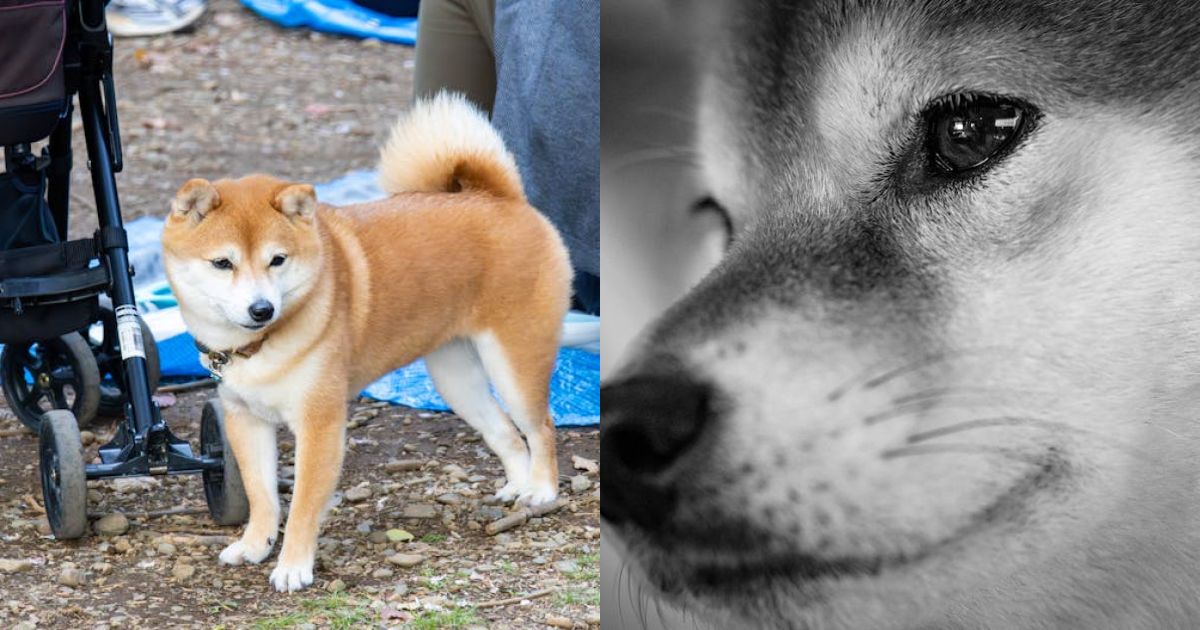 Shiba Inu Open Interest Jumps As Whales Quietly