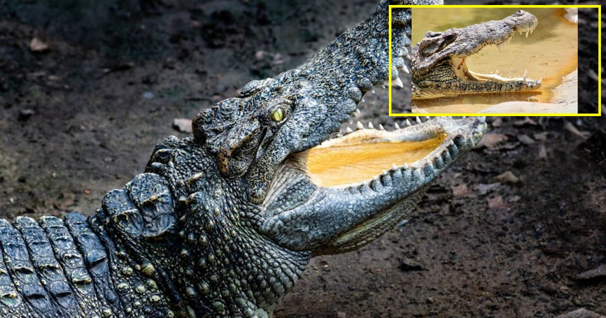 With jaw-dropping $1 trillion valuation, Anthropic overtakes OpenAI in market cap race