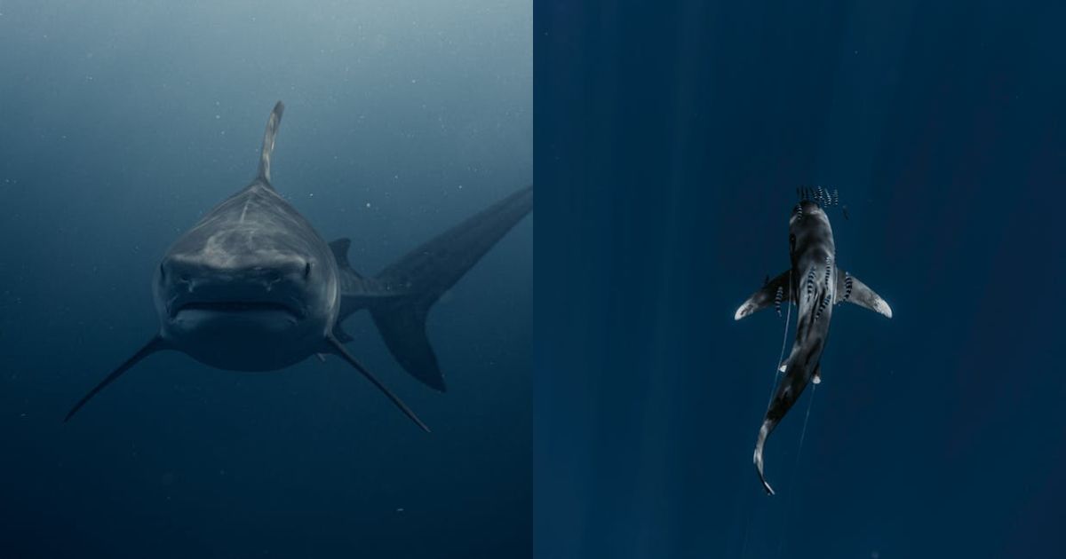 Bitcoin ‘Sharks’ Silently Accumulate Amid Market