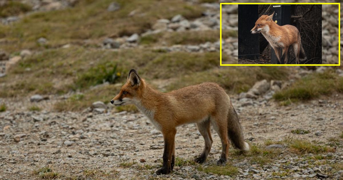 Fox News halted for Melania Trump update as she shares role in