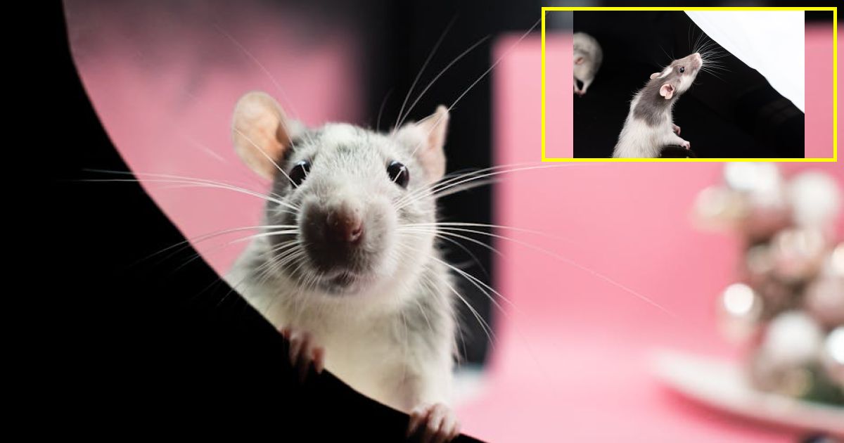 Revolting photos of 'rat virus' ground zero emerge amid panic - Health...