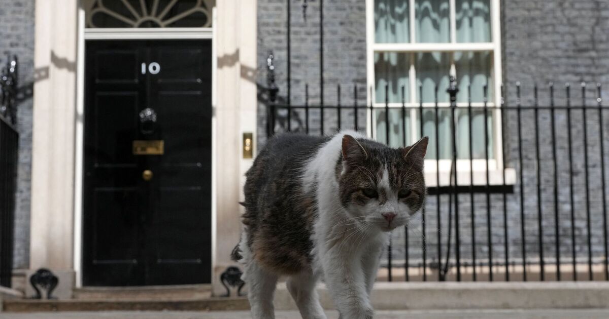 GB News interrupts broadcast for Larry the Cat update | UK News