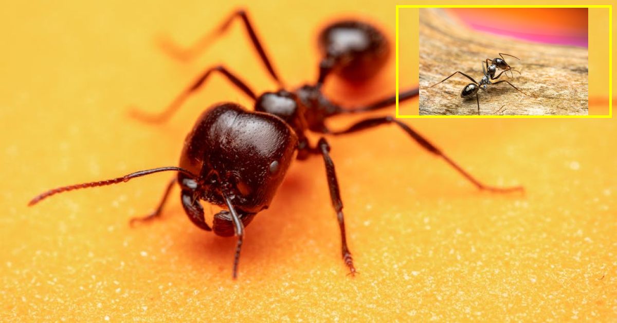 Deadly ant with stinger that can cause severe pain found in 20…